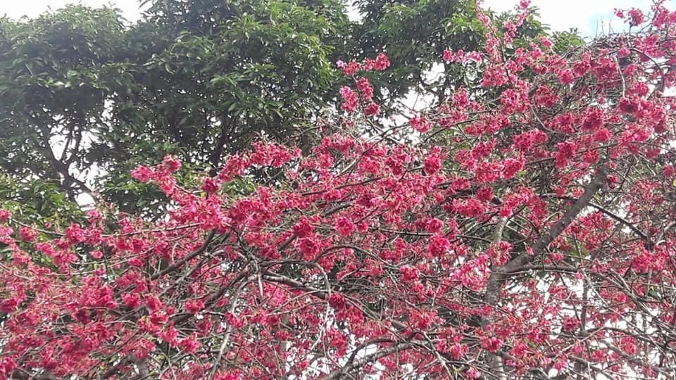 仁爱乡清境山居生活馆别墅 外观 照片